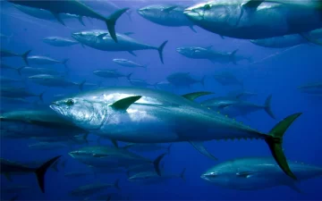 WWF utiliza blockchain para erradicar la pesca ilegal de atún
