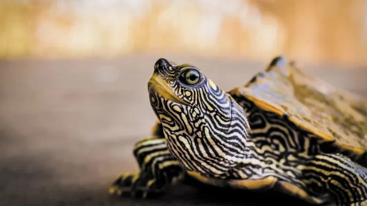Por qué piden en Estados Unidos que no se den besos a las tortugas