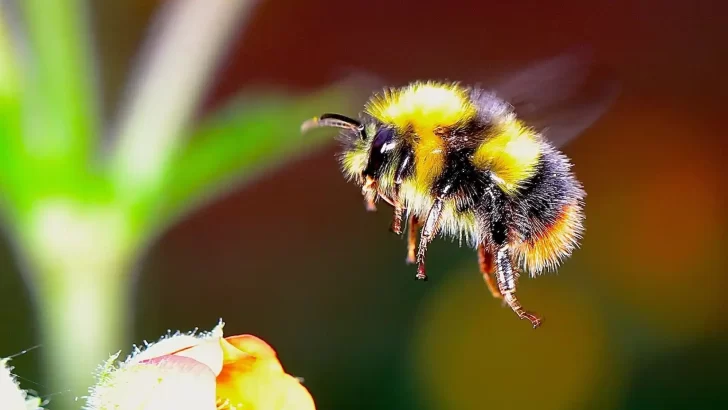 Los abejorros de Europa alarman a los científicos