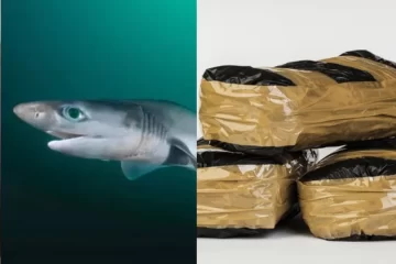 Insólito: tiburones de Brasil dieron positivo en cocaína