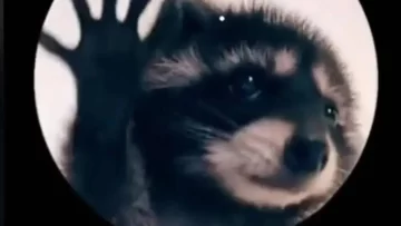 Qué es el Mapache Pedro: cuál es el origen de la canción viral de TikTok
