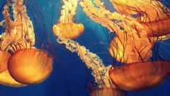 Descubrimiento Revolucionario: Primeras Especies de Vida en la Tierra Emergen 1.500 Años Antes de lo Estimado