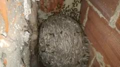 Avispas y Abejas: Diferencias Cruciales y Cómo Actuar ante un Nido en Casa